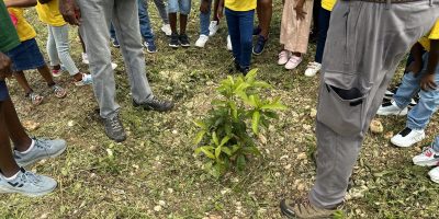 Plantation d'arbres - anse-bertrand